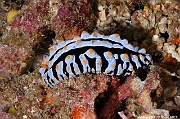 Phyllidia varicosa nudi-Maldives Five rocks-28m-20240425-da-DSC_6799_tn